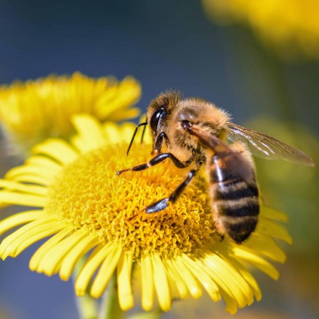 Den Země - včelí úl